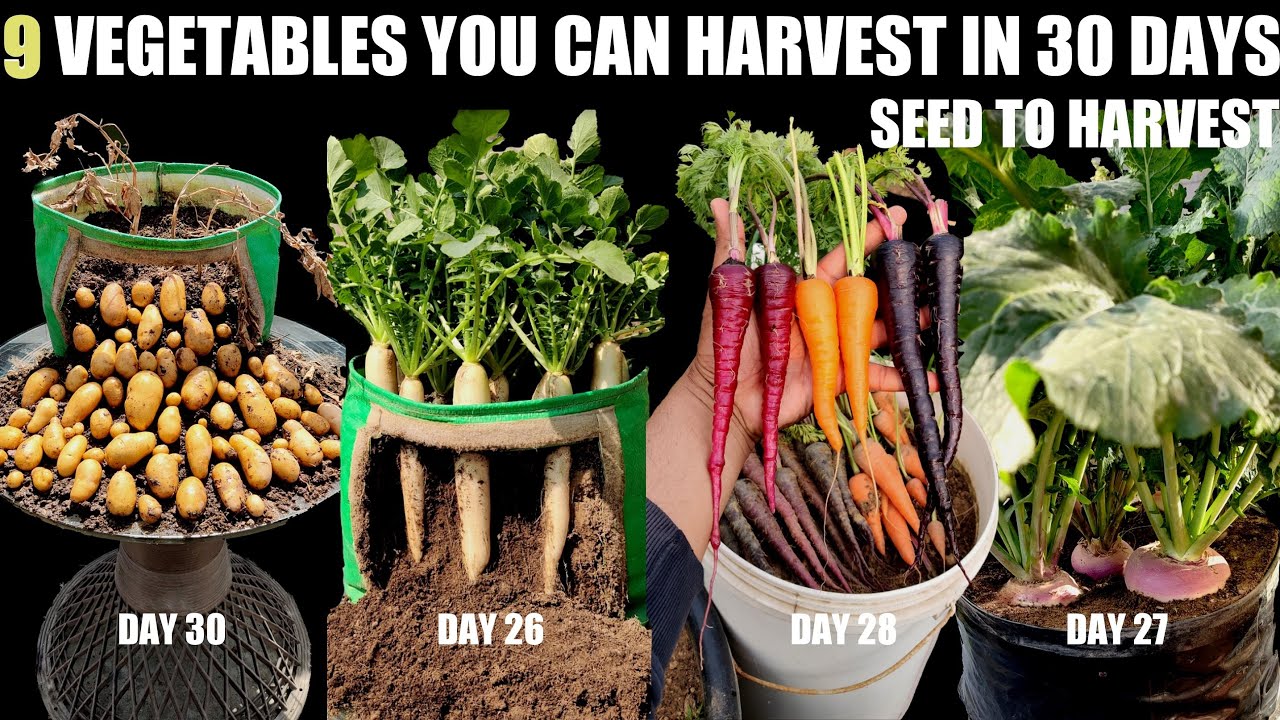 Top Fast Growing Vegetables Seed To Harvest In Days