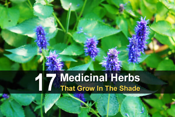 17 Medicinal Herbs That Grow In The Shade - TheWorldOfSurvival.Com