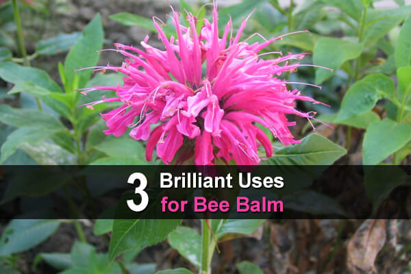 3 Brilliant Uses For Bee Balm - TheWorldOfSurvival.Com