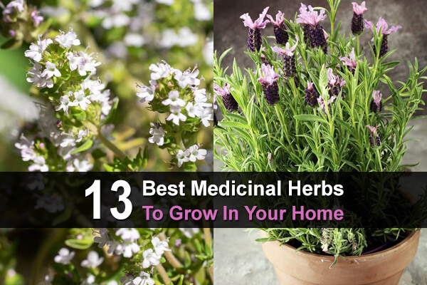 13 Best Medicinal Herbs To Grow In Your Home - TheWorldOfSurvival.Com