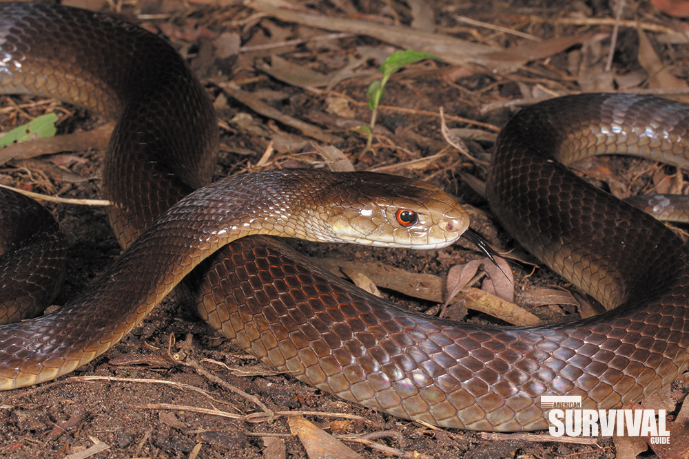 Snakebite! - Theworldofsurvival.com