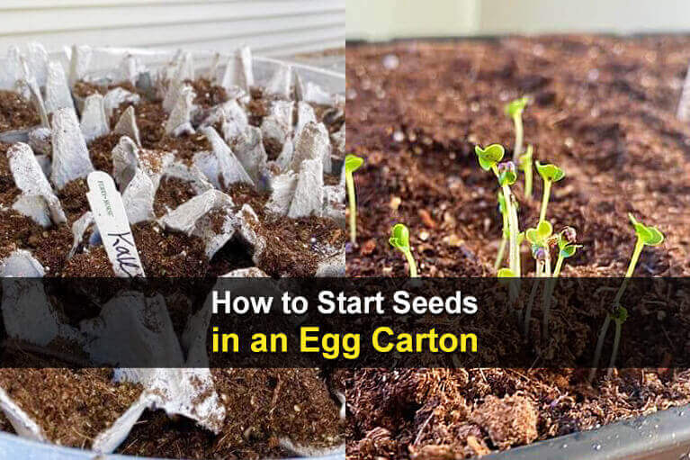 How To Start Seeds In An Egg Carton - TheWorldOfSurvival.Com
