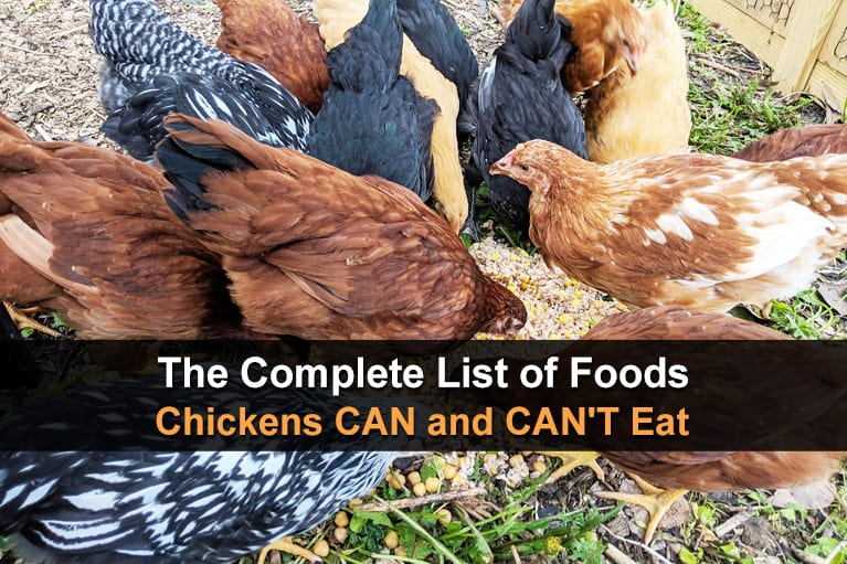 The Complete List Of Foods Chickens CAN And CAN'T Eat ...