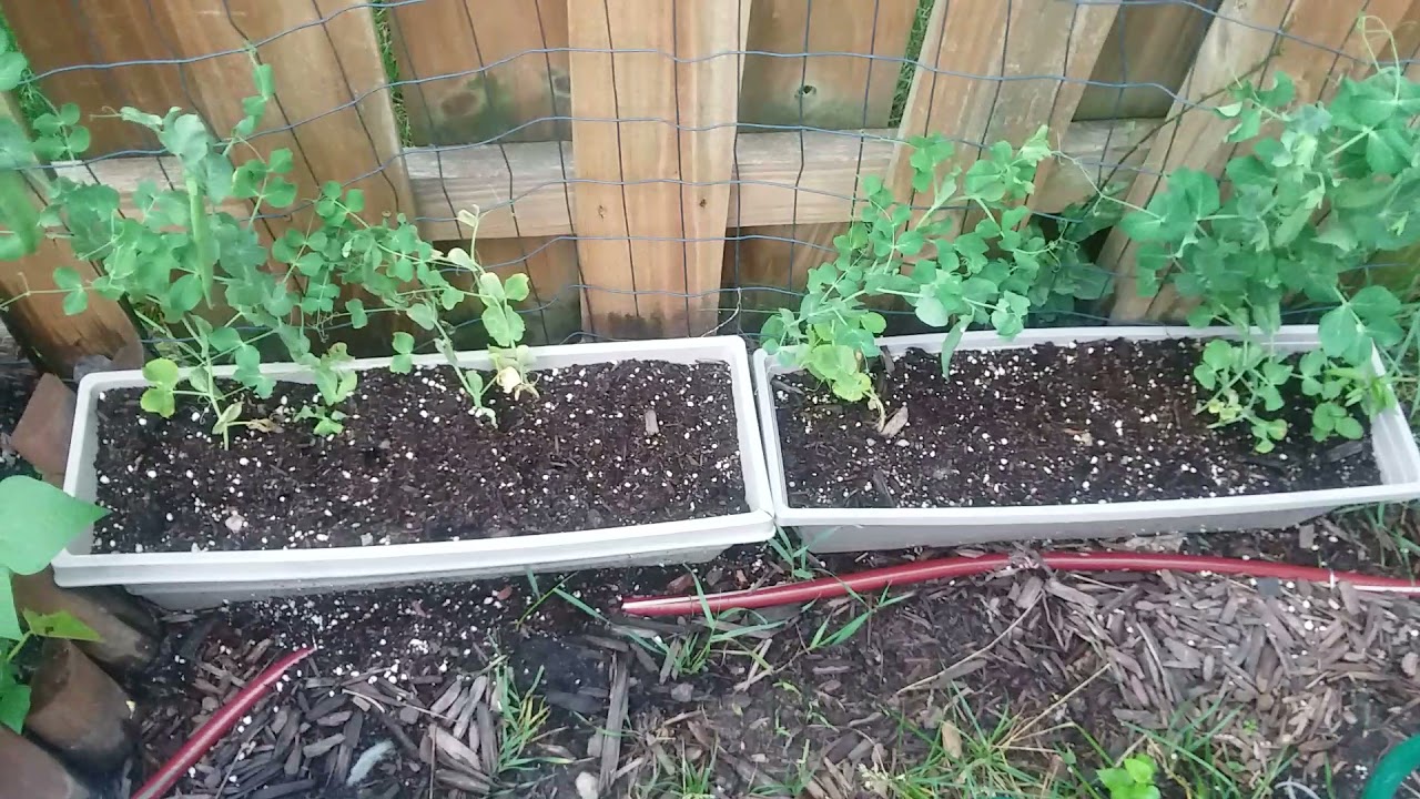 Urban Prepper Garden Update - TheWorldOfSurvival.Com