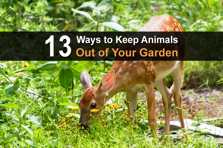 how-to-keep-animals-out-of-your-garden-family-handyman