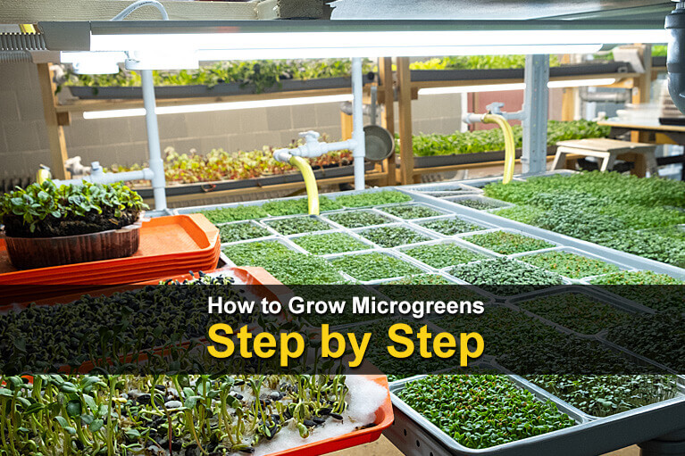 How To Grow Microgreens Step By Step TheWorldOfSurvival Com   How To Grow Microgreens Step By Step 