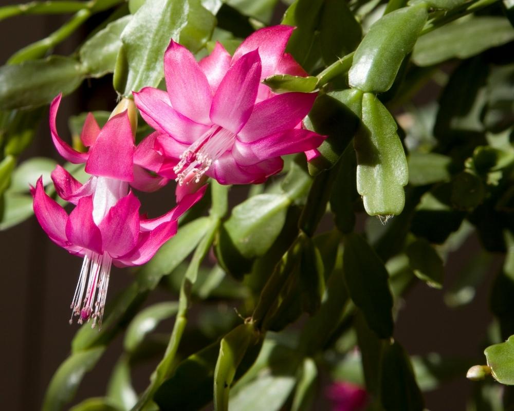 Why Are The Leaves On My Christmas Cactus Limp And How To Fix It