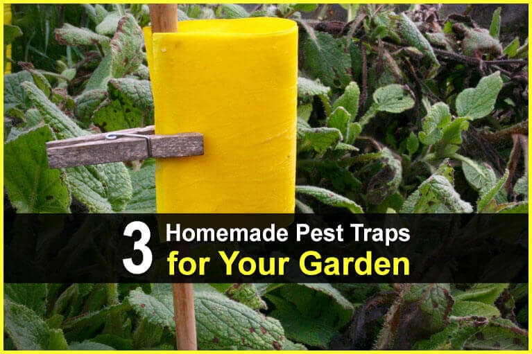 3 Homemade Pest Traps For Your Garden - TheWorldOfSurvival.Com