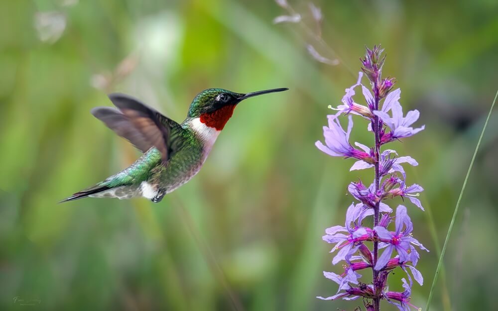 How To Attract Hummingbirds To Your Balcony Or Garden [5 Easy Ways 