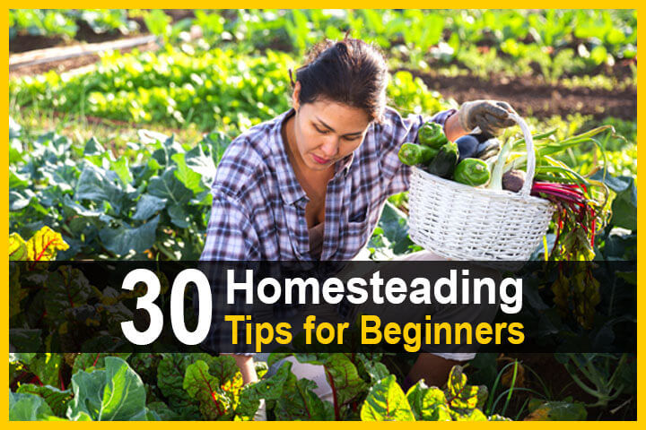 30 Homesteading Tips For Beginners - TheWorldOfSurvival.Com