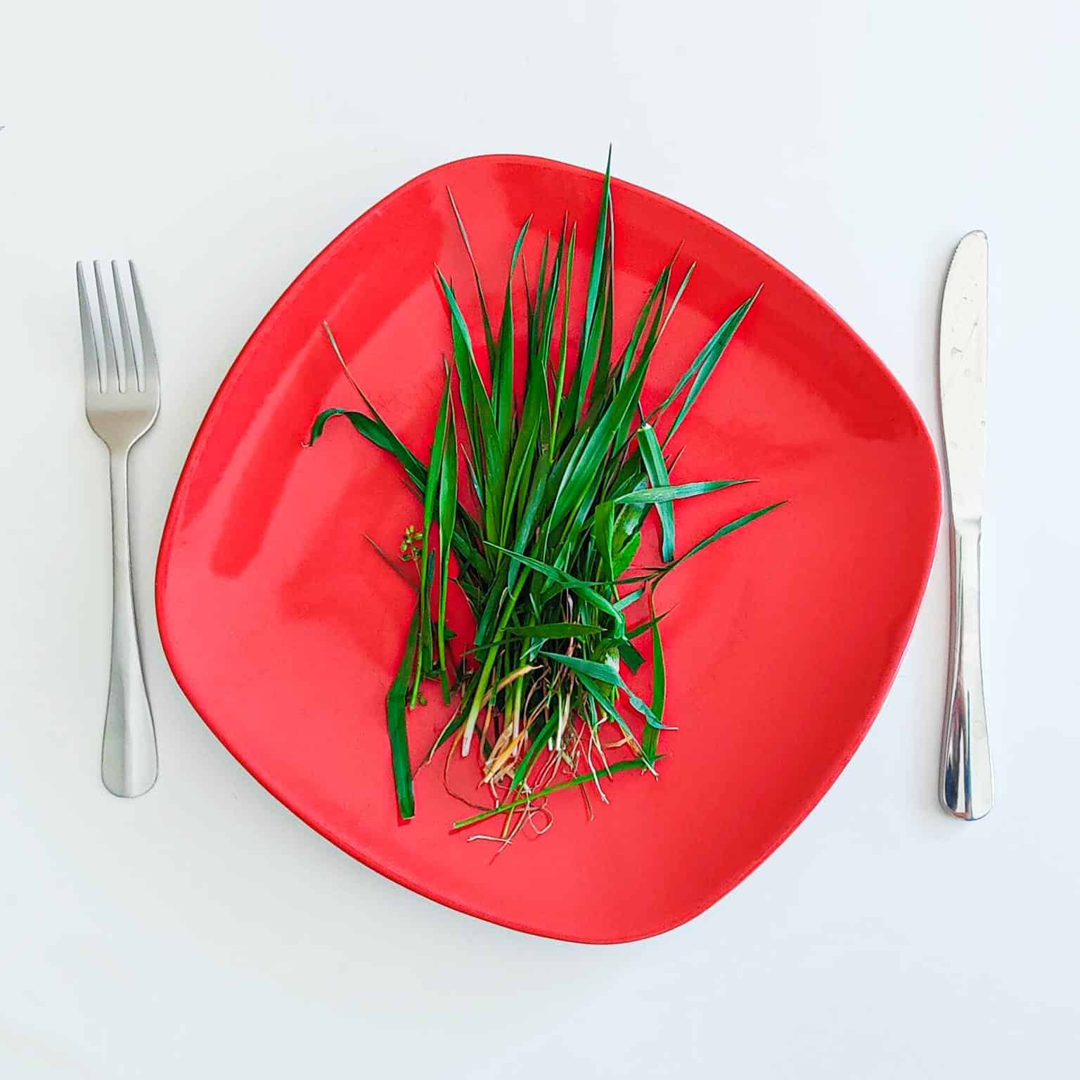 can-you-eat-grass-in-a-survival-situation-theworldofsurvival-com