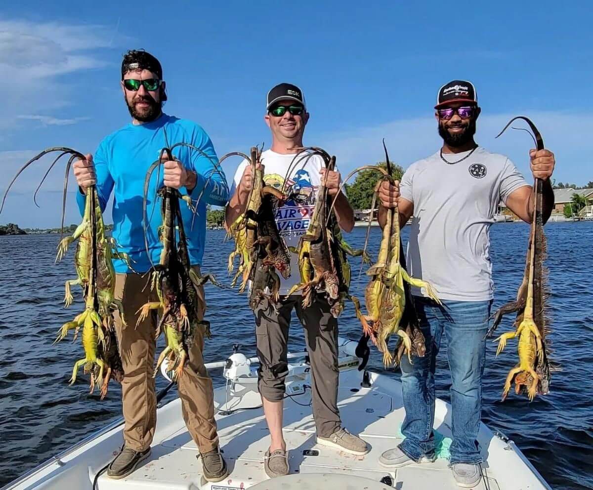 Iguana Hunting In South Florida