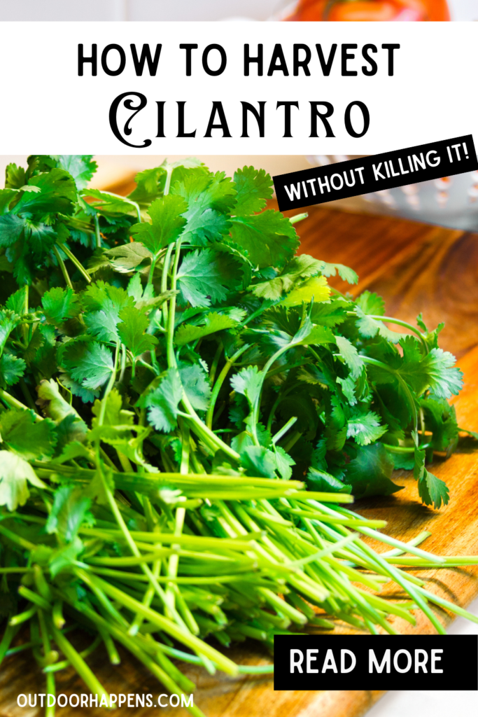 how to harvest cilantro without killing the plant        
        <figure class=