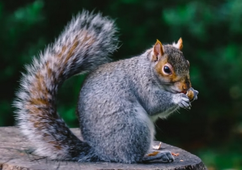 Can You Eat Squirrel? | Find Out What Squirrel Tastes Like