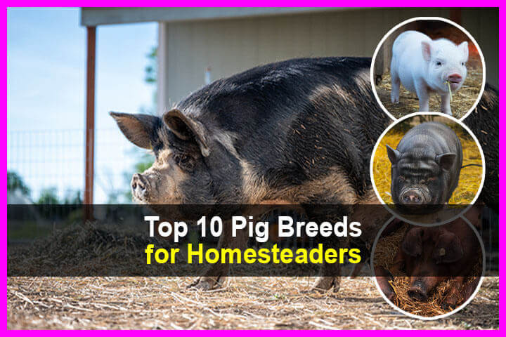 Top 10 Pig Breeds For Homesteaders - TheWorldOfSurvival.Com