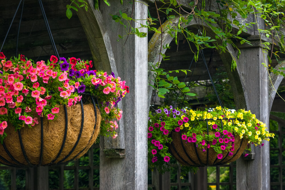 15 Best Plants For Hanging Baskets In Shade 🪴 [Gorgeous Flowers And ...