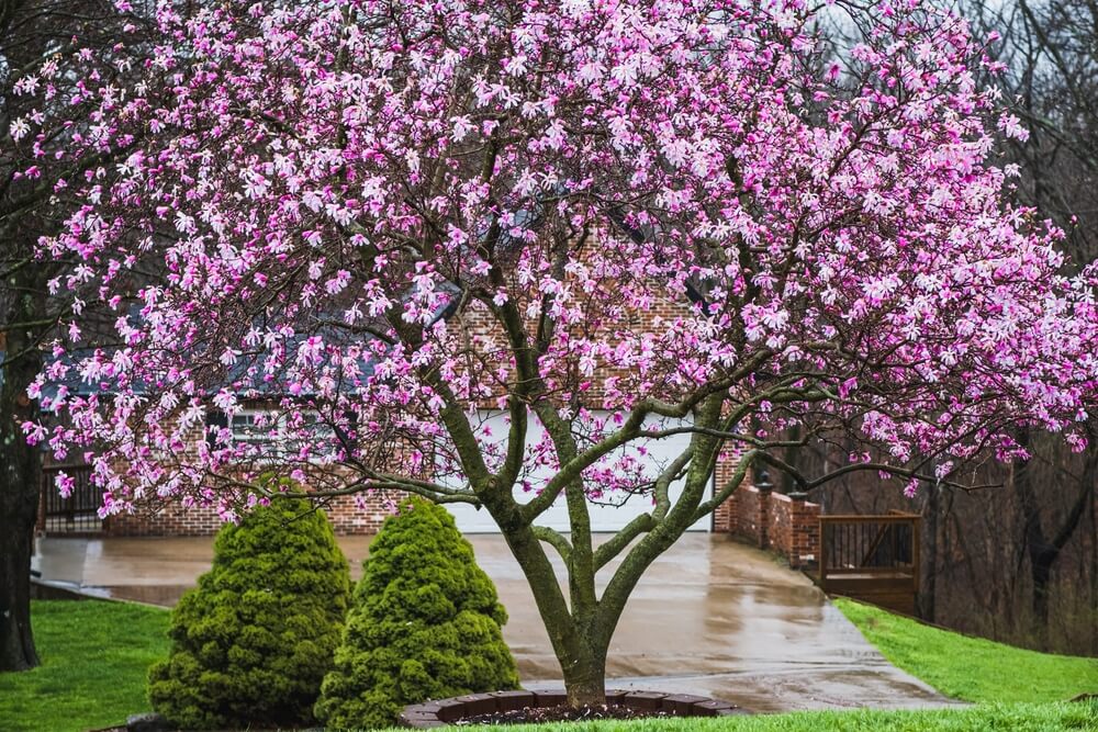 12 Best Trees To Line Driveway [Colorful Privacy Trees ...