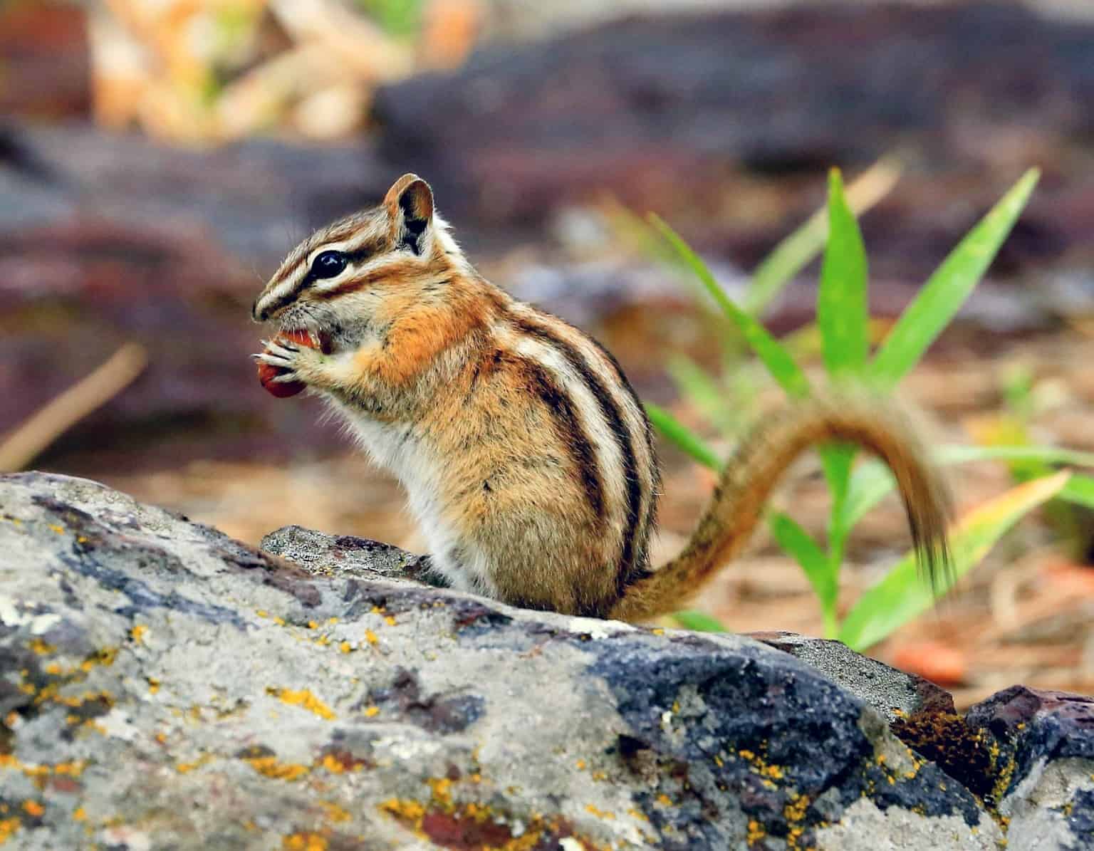 So, Can You Eat Chipmunks For Survival? - TheWorldOfSurvival.Com