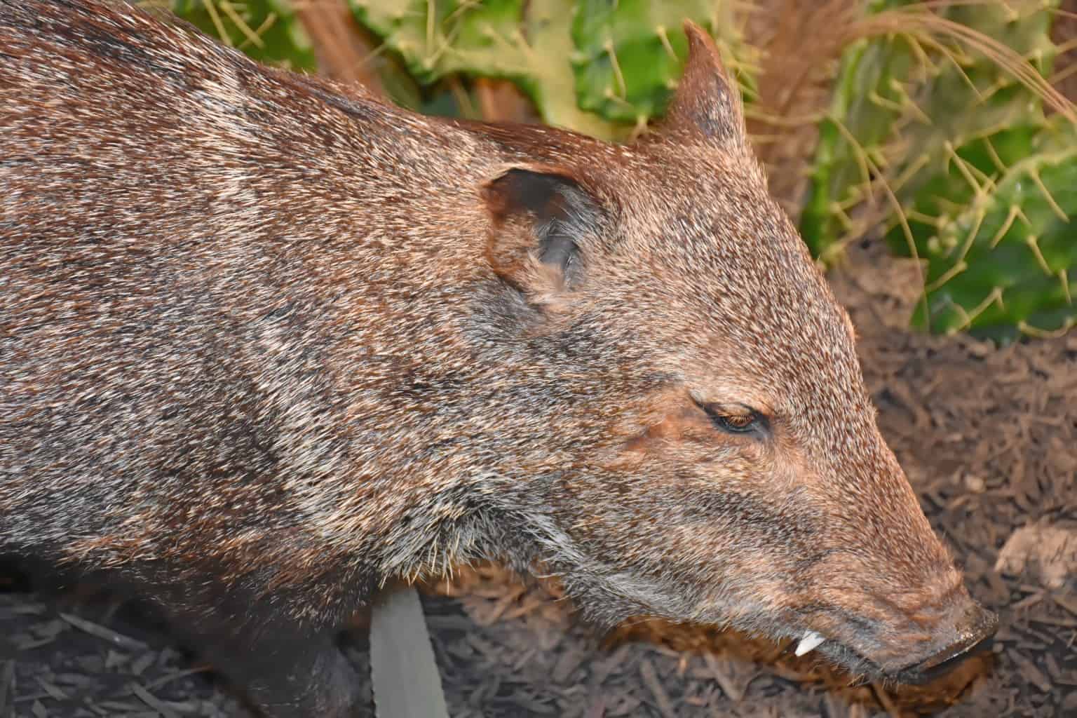 So, Can You Eat Feral Hog For Survival? - TheWorldOfSurvival.Com