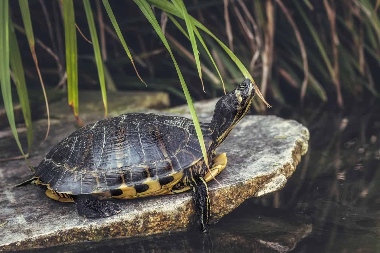 So, Can You Eat Turtles For Survival? - TheWorldOfSurvival.Com