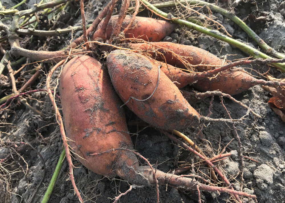 How To Tell If A Sweet Potato Is Bad 4 Clear Signs Tips To Make Them   How To Tell If A Sweet Potato Is Bad 4 