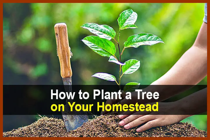 How To Plant A Tree On Your Homestead - TheWorldOfSurvival.Com