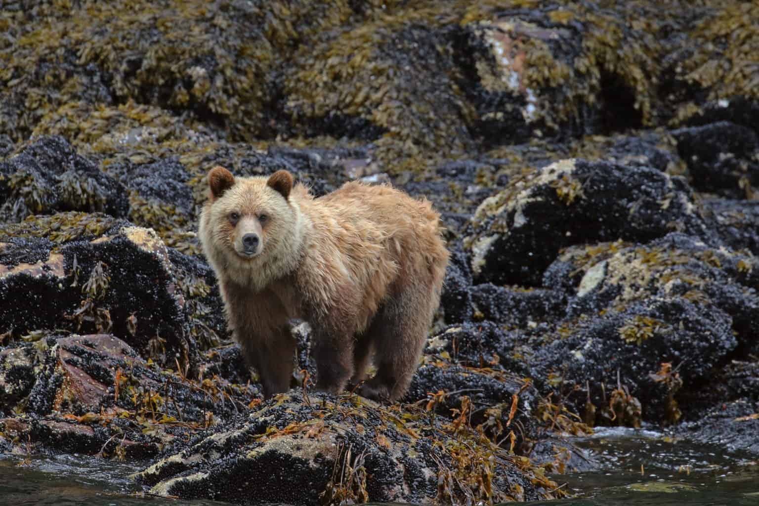 7-differences-between-brown-and-grizzly-bears-alaska-wildlife