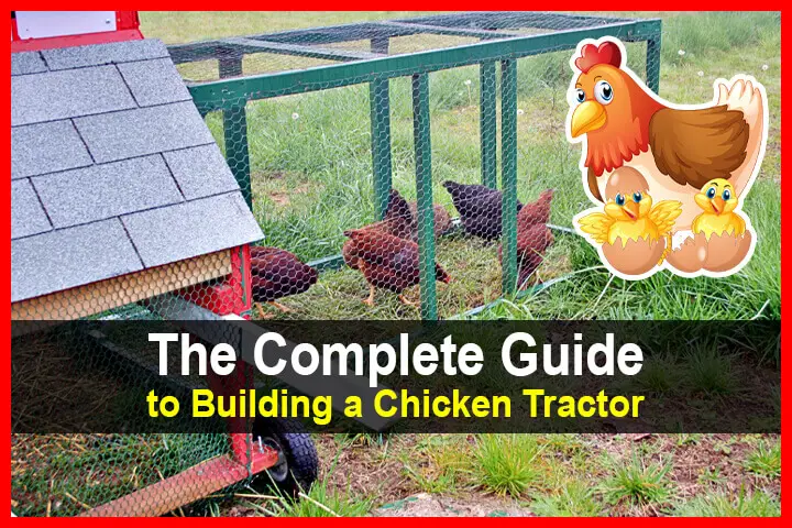 the-complete-guide-to-building-a-chicken-tractor-theworldofsurvival-com