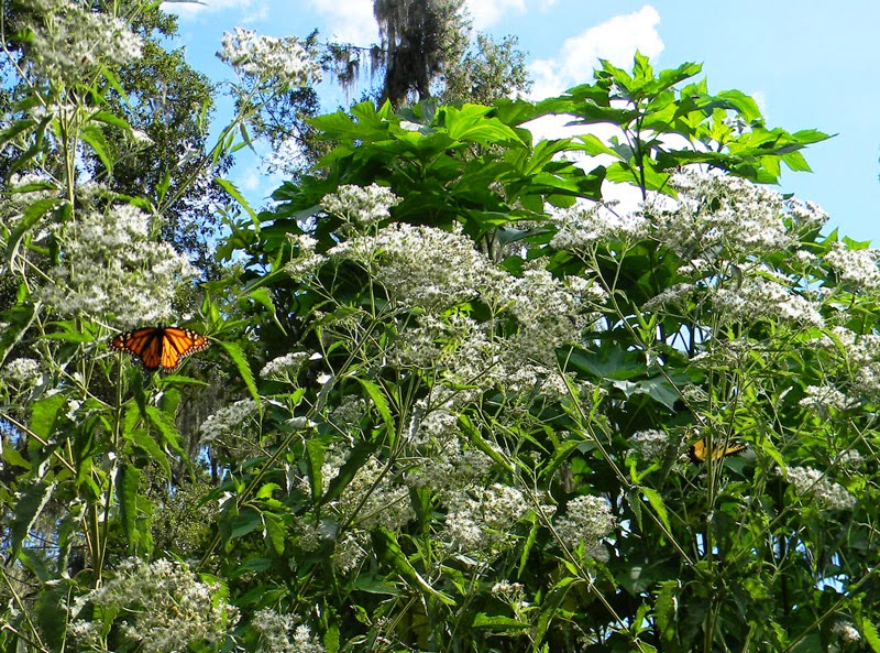 Tropical Milkweed Harmful To Monarch Butterflies? - TheWorldOfSurvival.Com