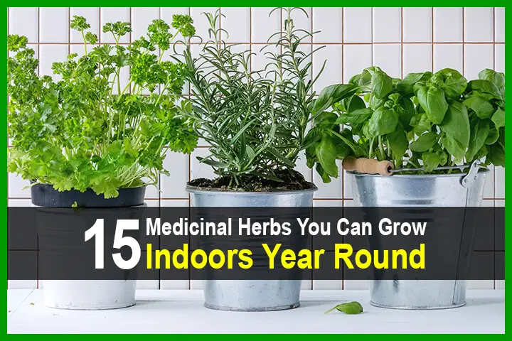 15 Medicinal Herbs You Can Grow Indoors Year Round Theworldofsurvival Com