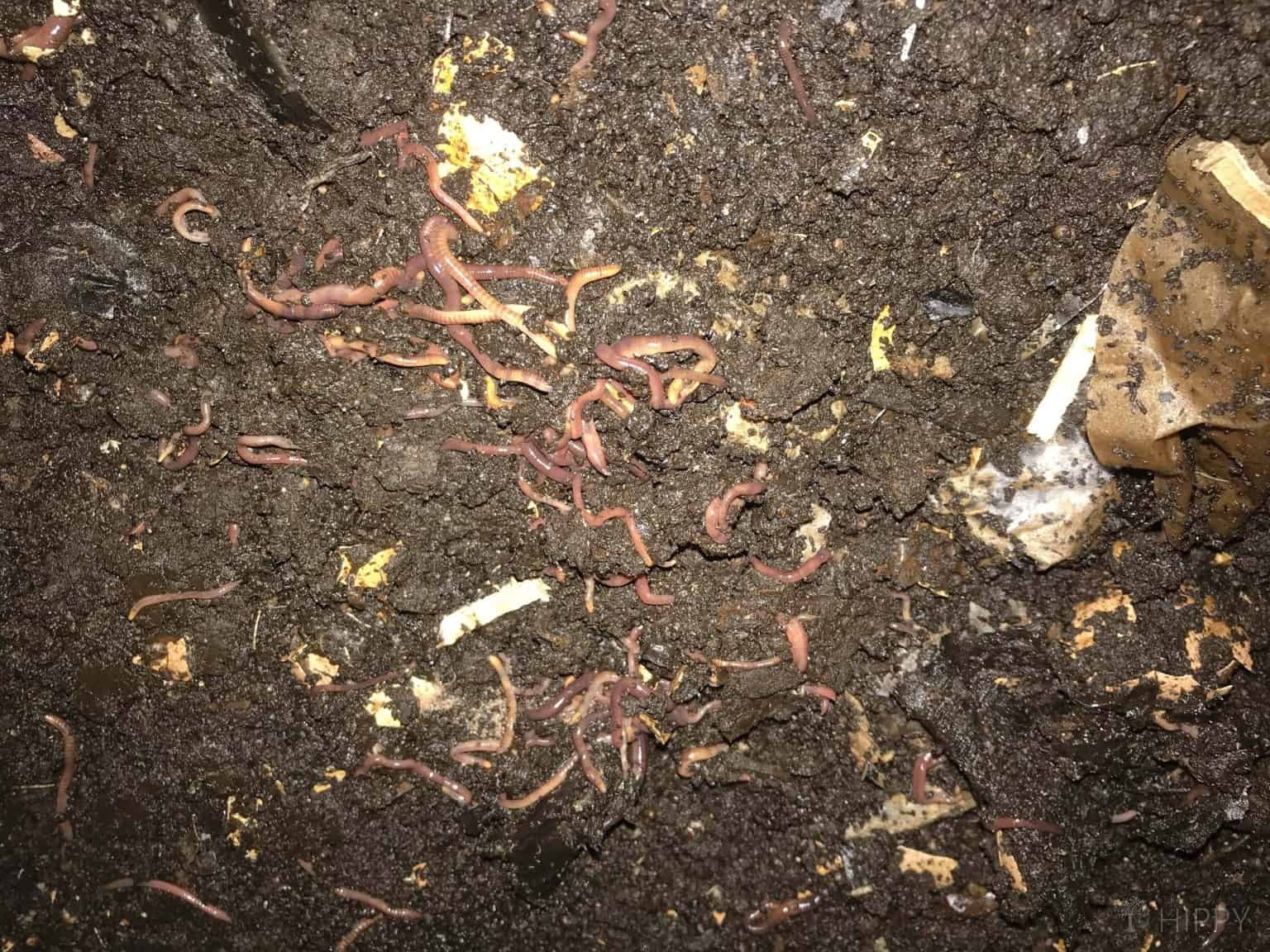 11 Disadvantages Of Worm Castings To Be Aware Of * The Homesteading ...