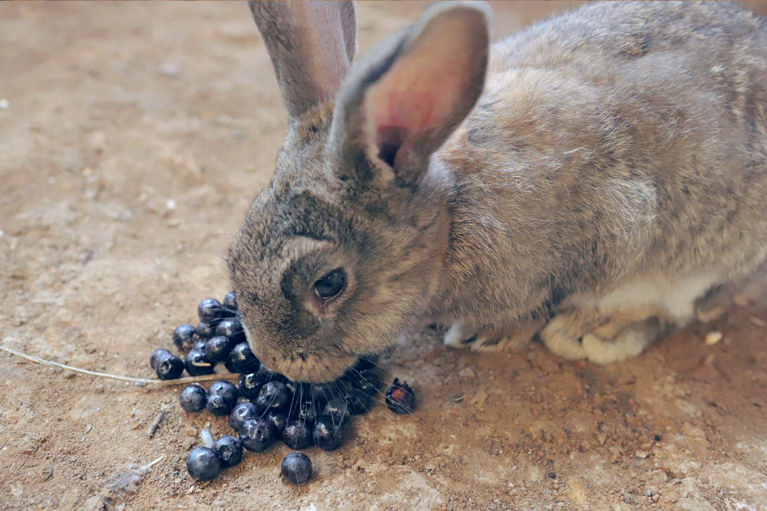 10-signs-to-look-for-to-tell-if-a-rabbit-is-pregnant-new-life-on-a