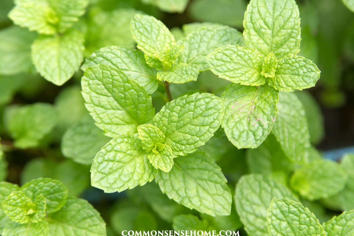 how-to-grow-mint-plants-with-tips-for-starting-cuttings