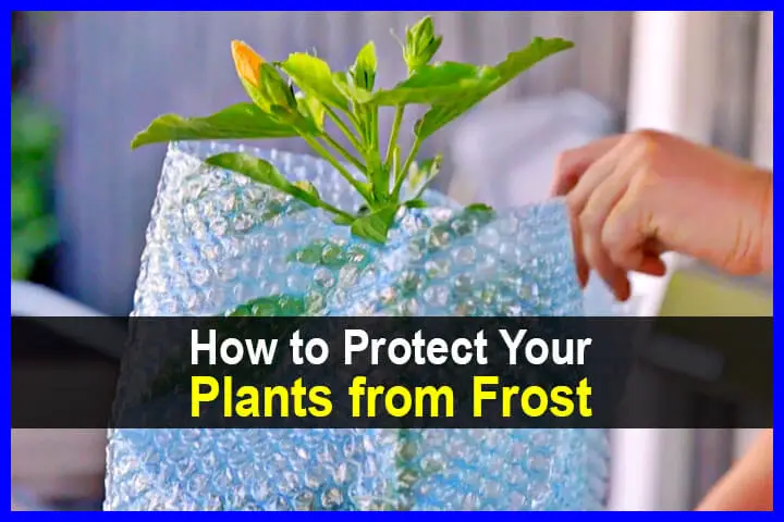 How To Protect Your Plants From Frost - TheWorldOfSurvival.Com